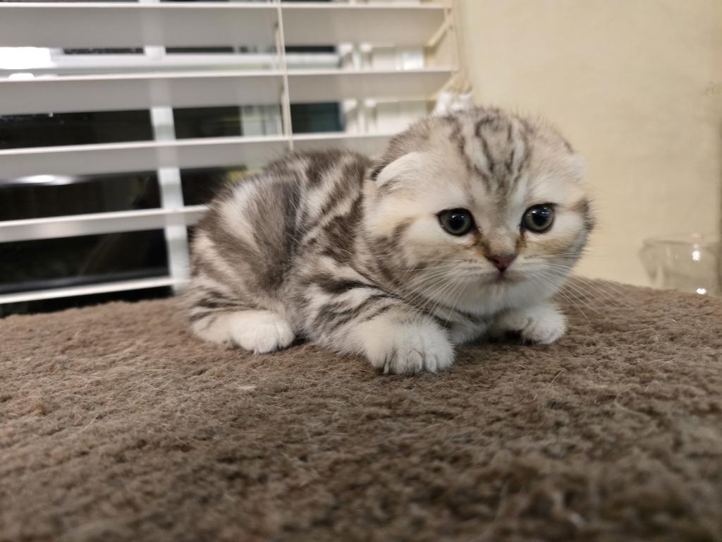 Stella photo 21