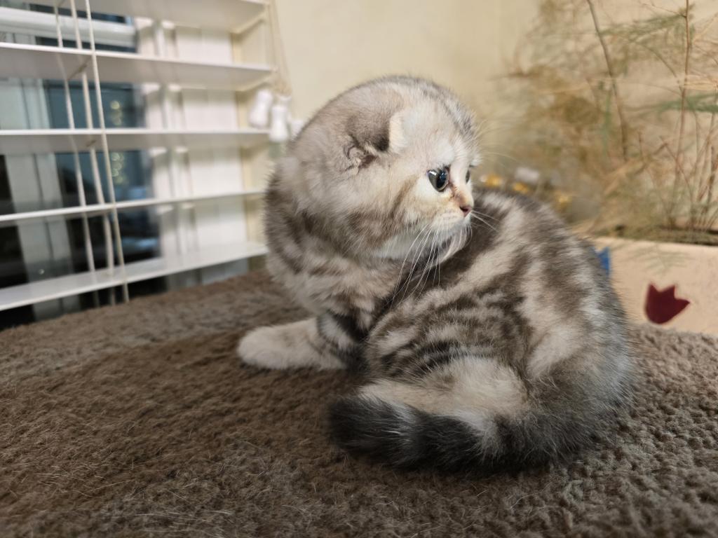 Stella photo 8