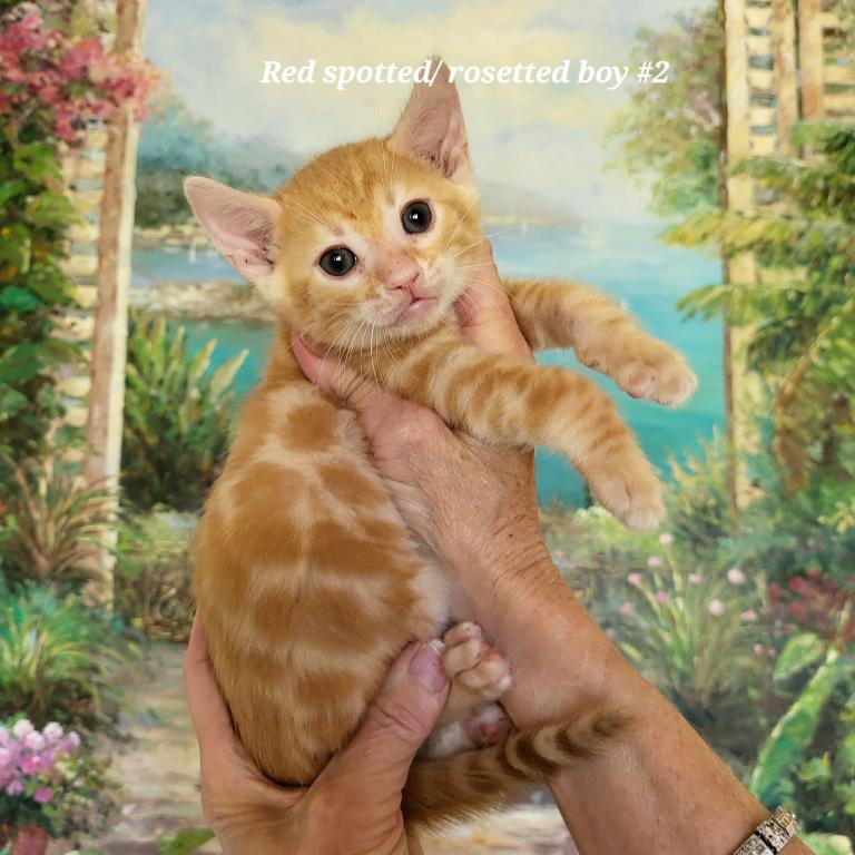 Red Spotted Rosetted Kittens photo 1