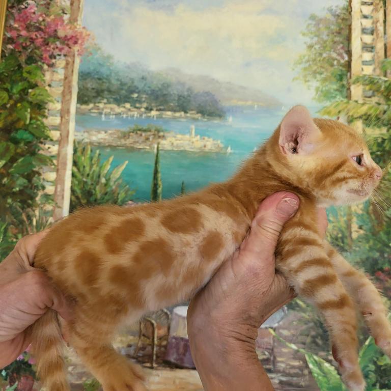 Red Spotted Rosetted Kittens photo 3