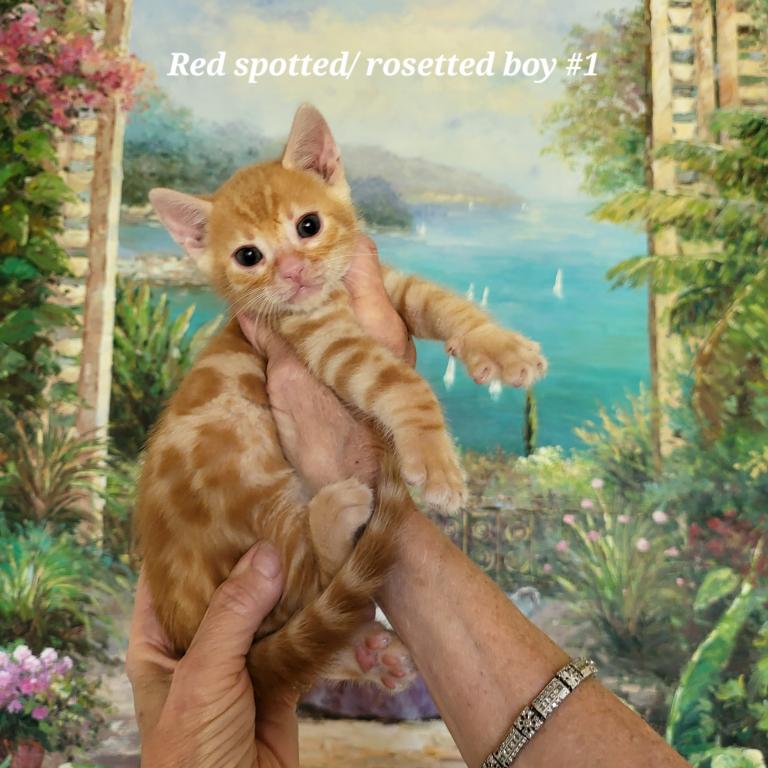 Red Spotted Rosetted Kittens photo 6