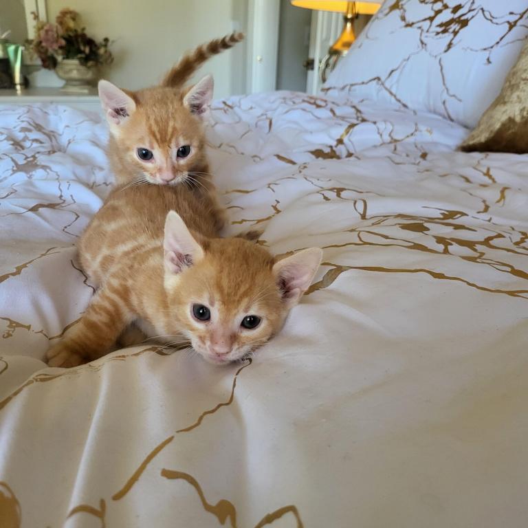 Red Spotted Rosetted Kittens photo 5