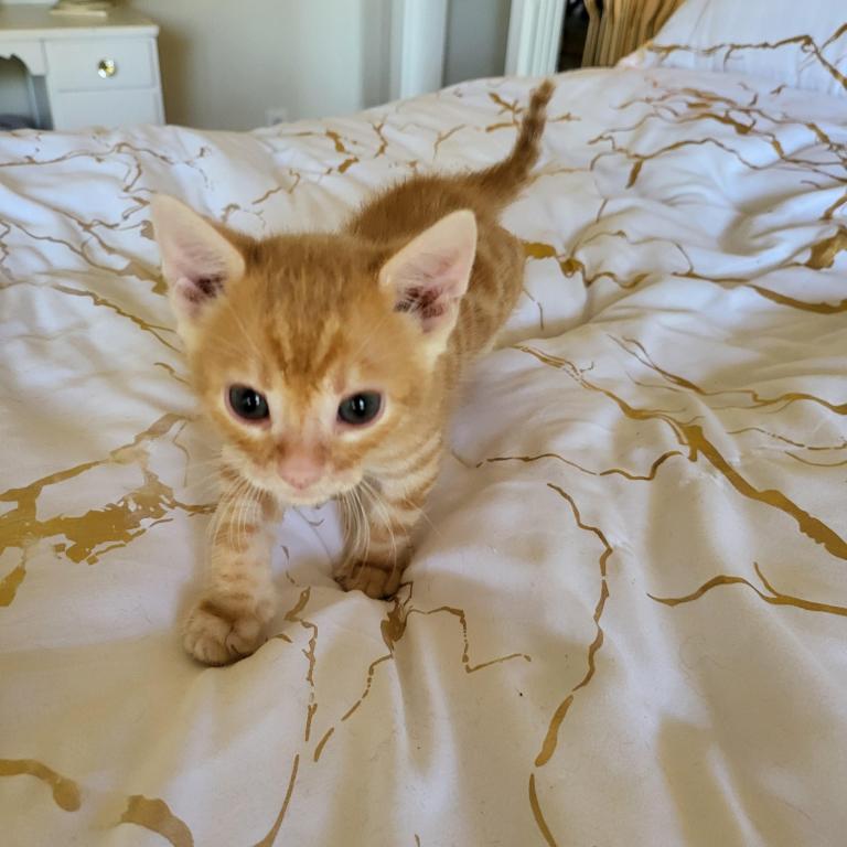 Red Spotted Rosetted Kittens photo 7