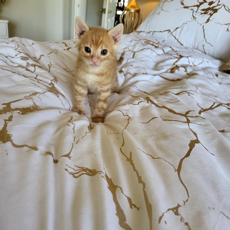 Red Spotted Rosetted Kittens photo 2