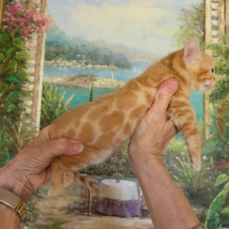 Red Spotted Rosetted Kittens photo 4