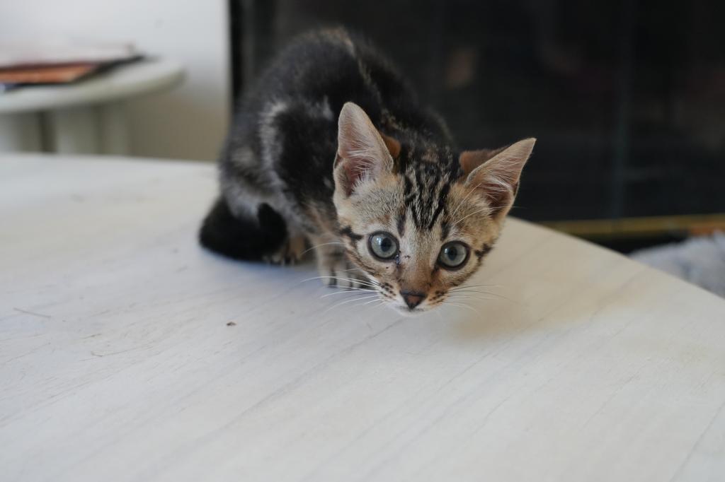Chloe photo 2