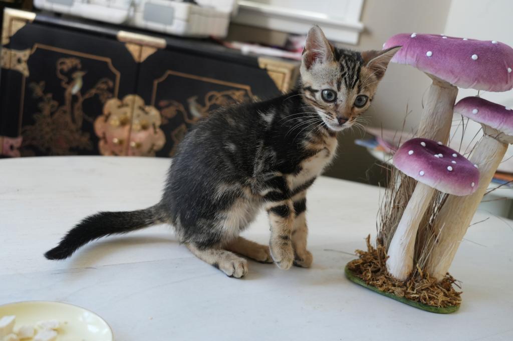 Chloe photo 3