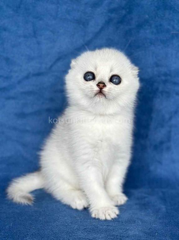 Cindy Scottish Fold Silver Shaded Round Baby Girl photo 4