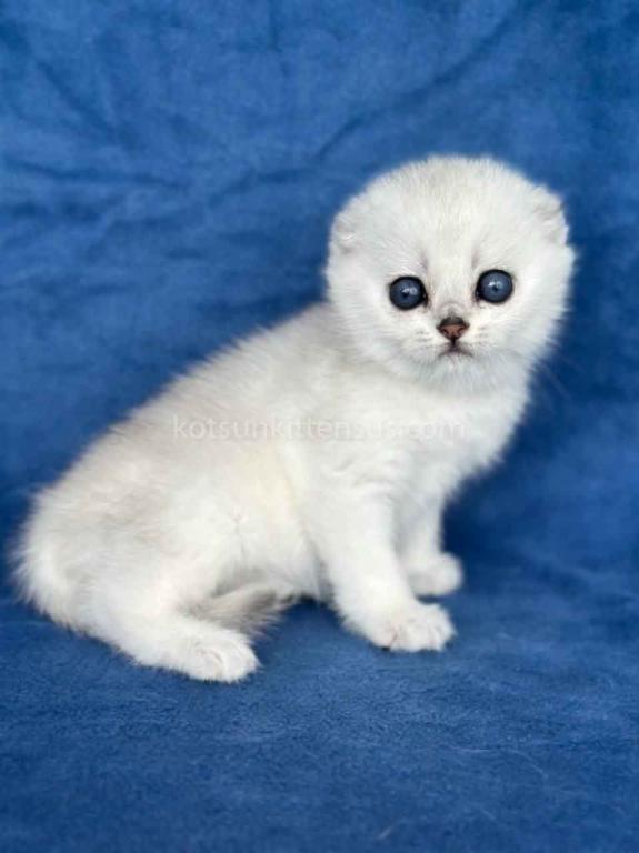 Cindy Scottish Fold Silver Shaded Round Baby Girl photo 2