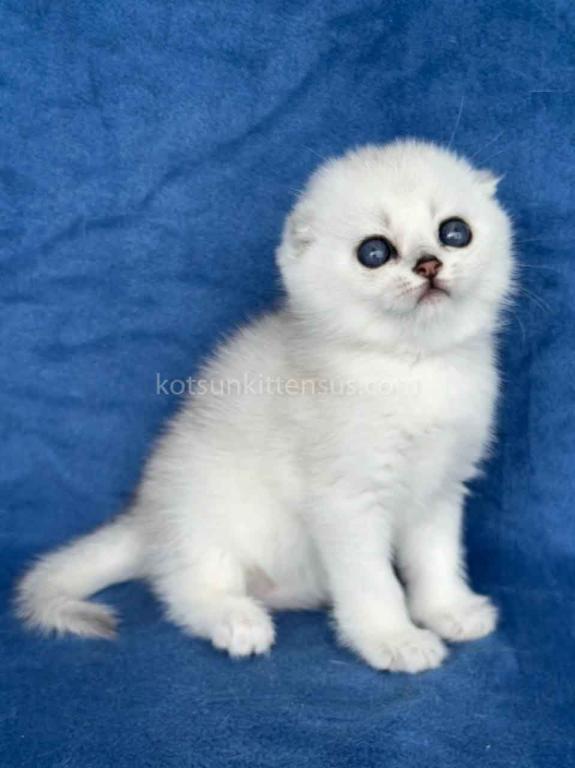 Cindy Scottish Fold Silver Shaded Round Baby Girl photo 1