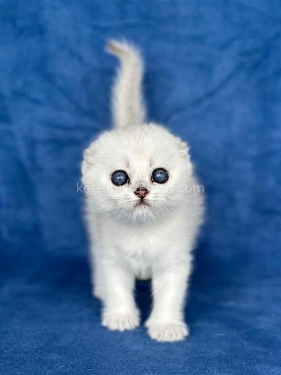 Cindy Scottish Fold Silver Shaded Round Baby Girl photo 3