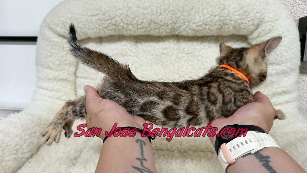 Neon Orange ColIar photo 4