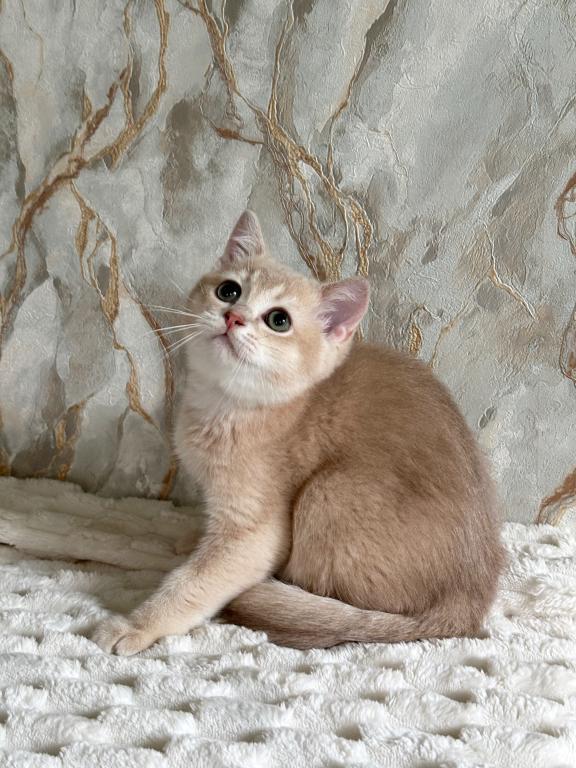 Irakli photo 2