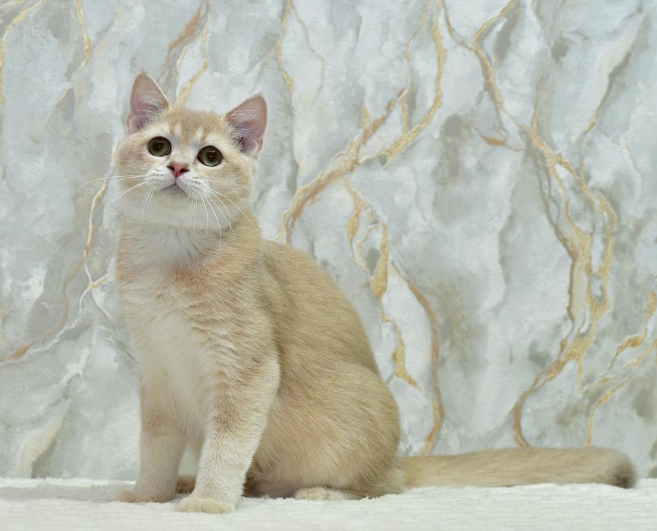 Irakli 1 photo 1