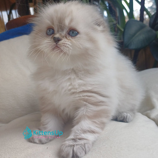 Drogo photo 2