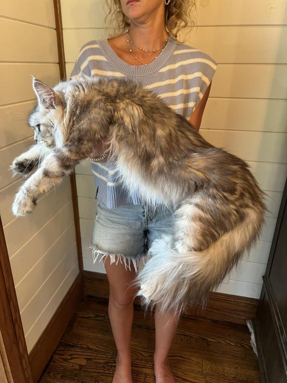 XXL Tabby Boy photo 1