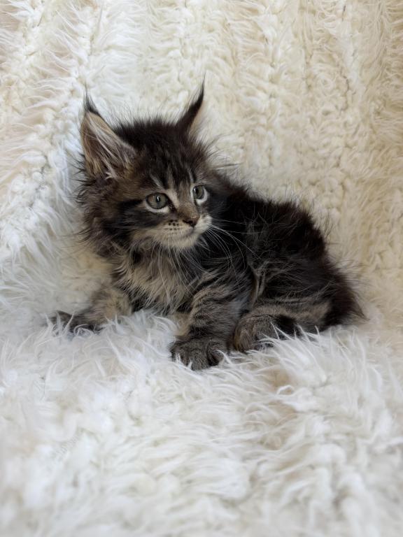XXL Tabby Boy photo 3