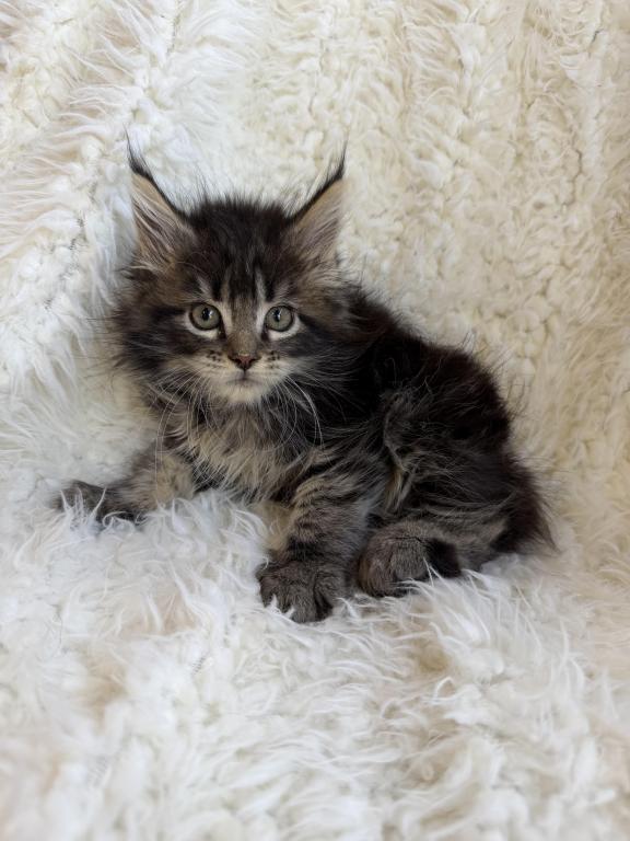 XXL Tabby Boy photo 4