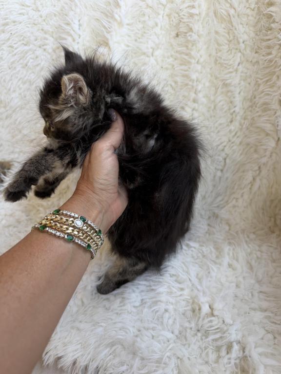 XXL Tabby Boy photo 6