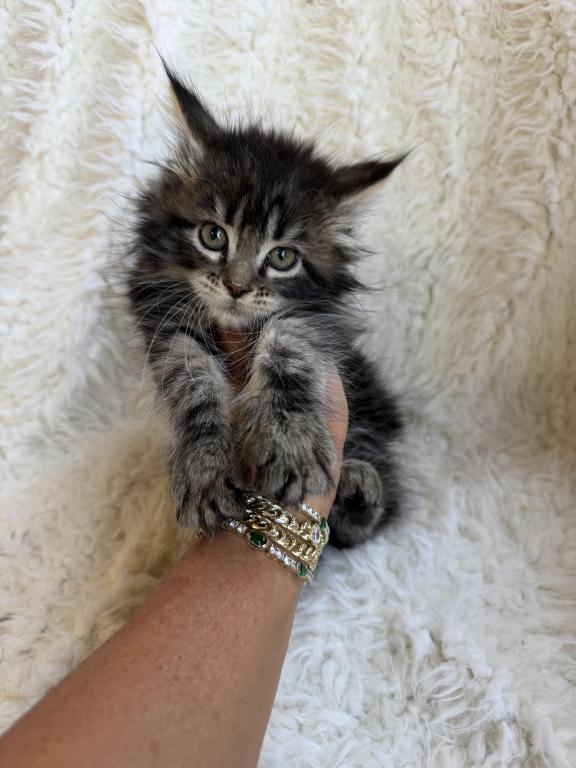 XXL Tabby Boy photo 7