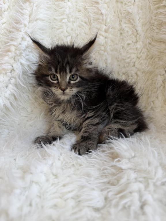 XXL Tabby Boy photo 2