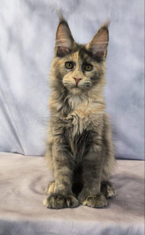 Livia Polydactyl photo 3