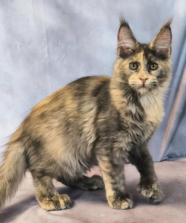 Livia Polydactyl photo 1