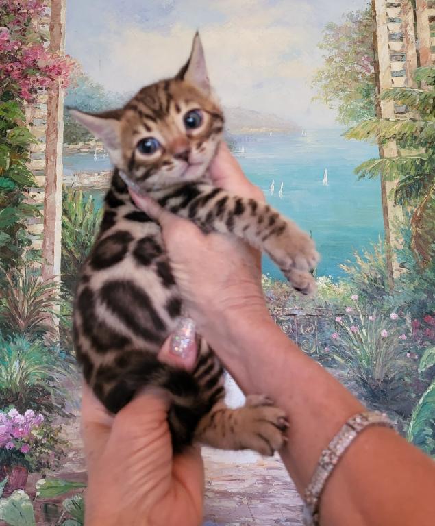 Bautiful Amazing Bengal Kittens Available photo 1