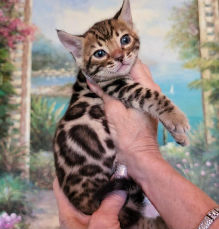 Bautiful Amazing Bengal Kittens Available photo 4