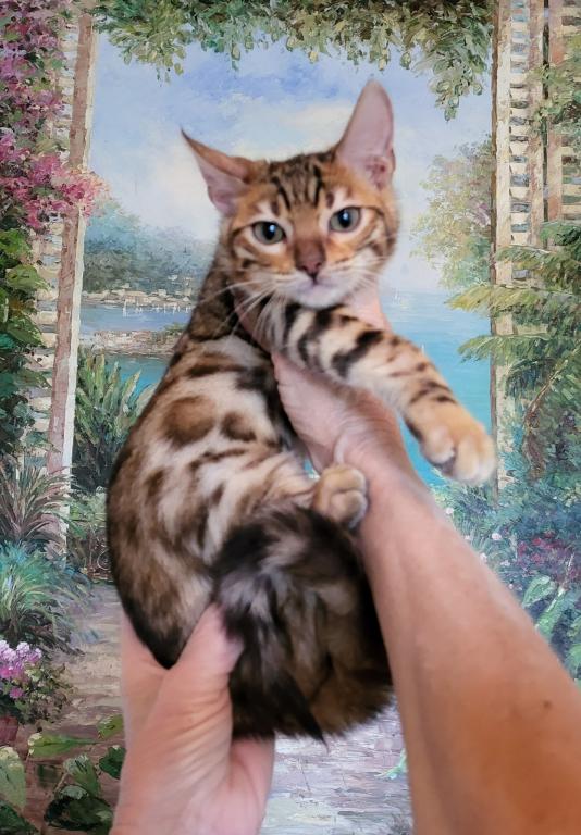Bautiful Amazing Bengal Kittens Available photo 2