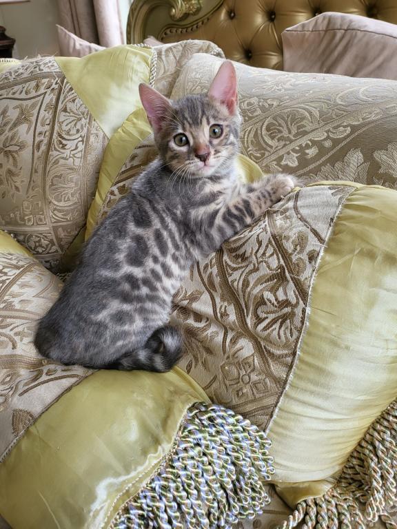Bautiful Amazing Bengal Kittens Available photo 6