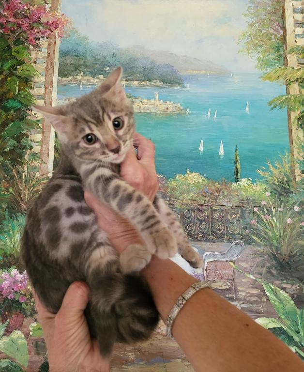 Bautiful Amazing Bengal Kittens Available photo 3