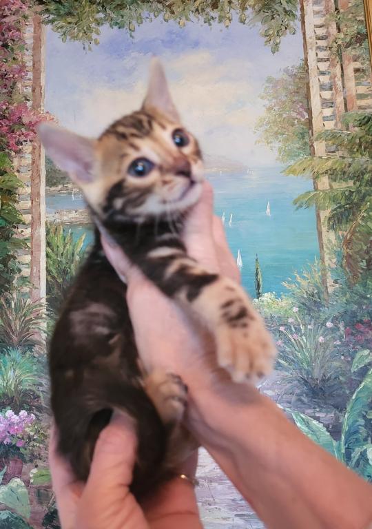 Bautiful Amazing Bengal Kittens Available photo 5