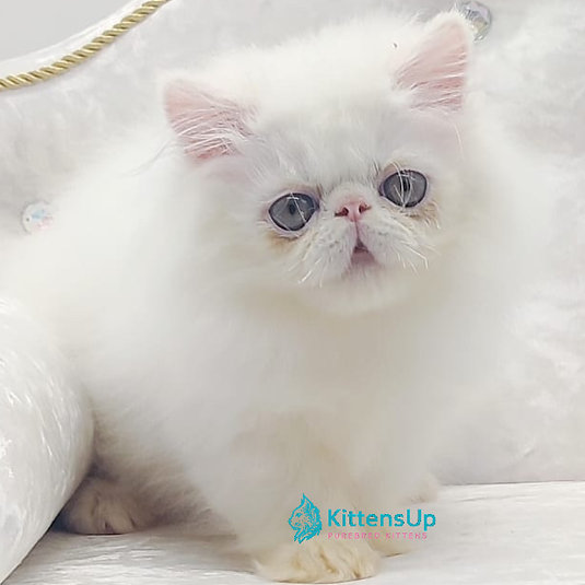 Shiro photo 3