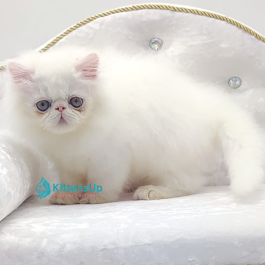 Shiro photo 2