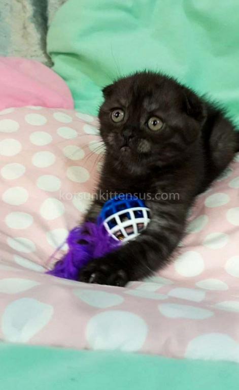 Sheldon Black Smoke Scottish Fold Baby Boy photo 12