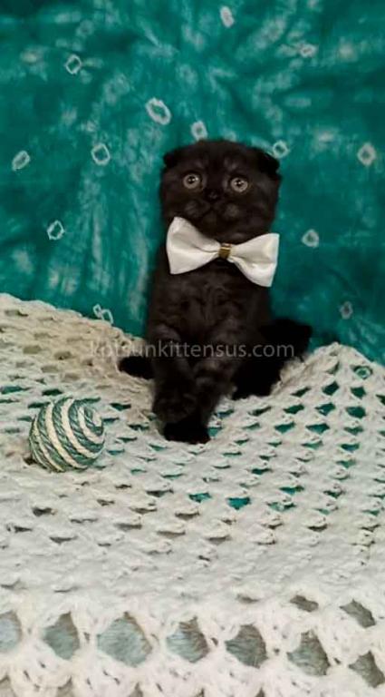 Sheldon Black Smoke Scottish Fold Baby Boy photo 16