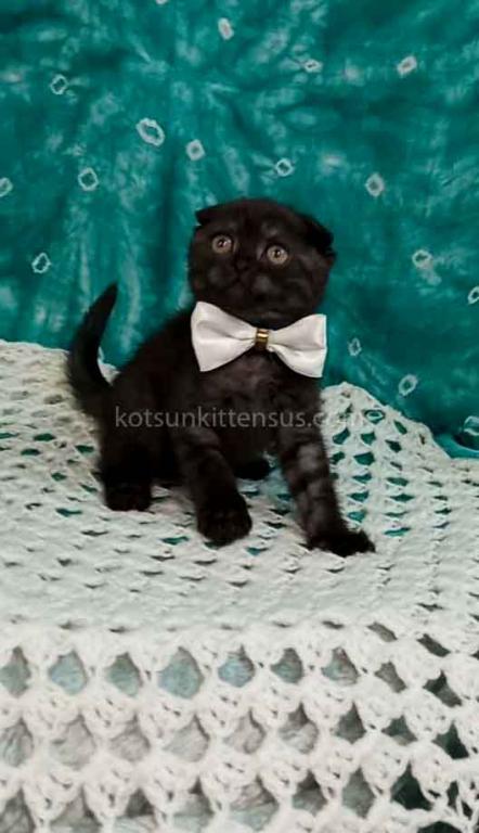 Sheldon Black Smoke Scottish Fold Baby Boy photo 4
