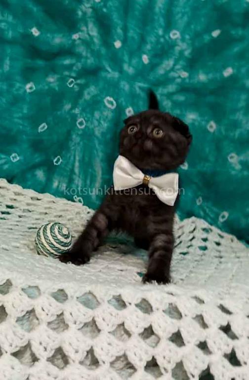 Sheldon Black Smoke Scottish Fold Baby Boy photo 22
