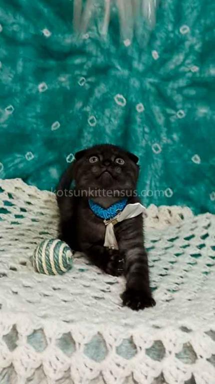 Sheldon Black Smoke Scottish Fold Baby Boy photo 23