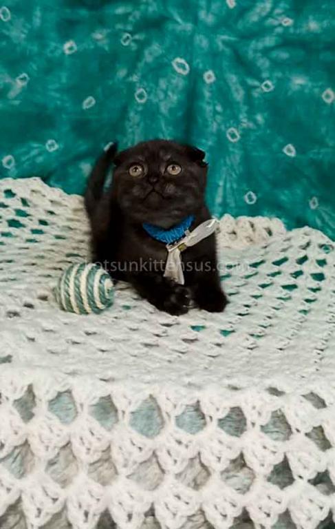 Sheldon Black Smoke Scottish Fold Baby Boy photo 21