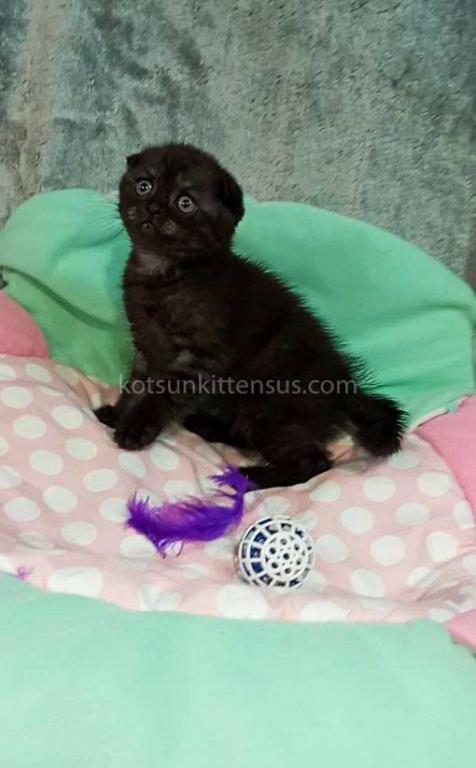 Sheldon Black Smoke Scottish Fold Baby Boy photo 8