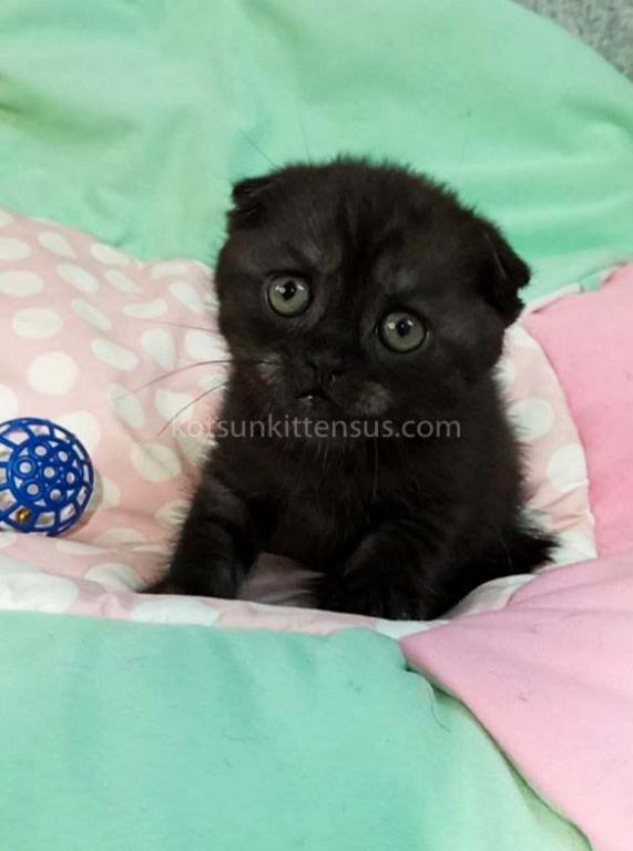 Sheldon Black Smoke Scottish Fold Baby Boy photo 15