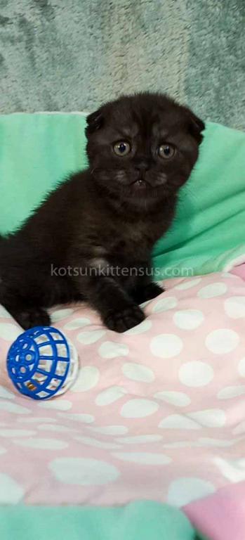Sheldon Black Smoke Scottish Fold Baby Boy photo 7