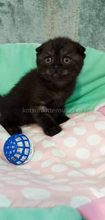 Sheldon Black Smoke Scottish Fold Baby Boy photo 6