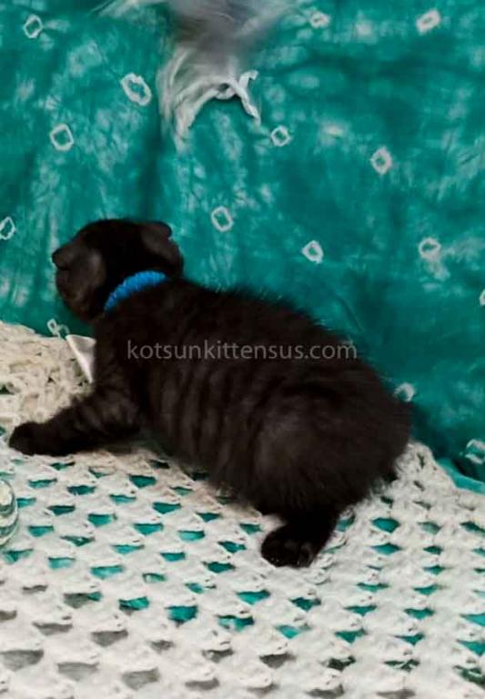 Sheldon Black Smoke Scottish Fold Baby Boy photo 20