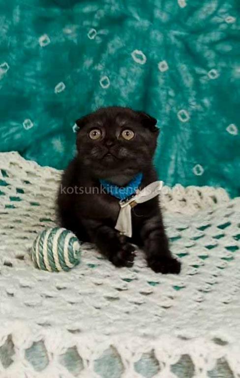 Sheldon Black Smoke Scottish Fold Baby Boy photo 3