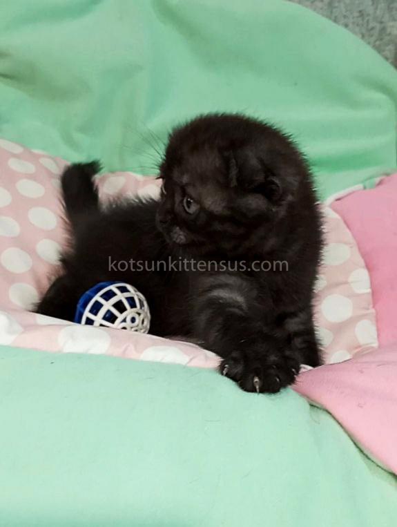 Sheldon Black Smoke Scottish Fold Baby Boy photo 10