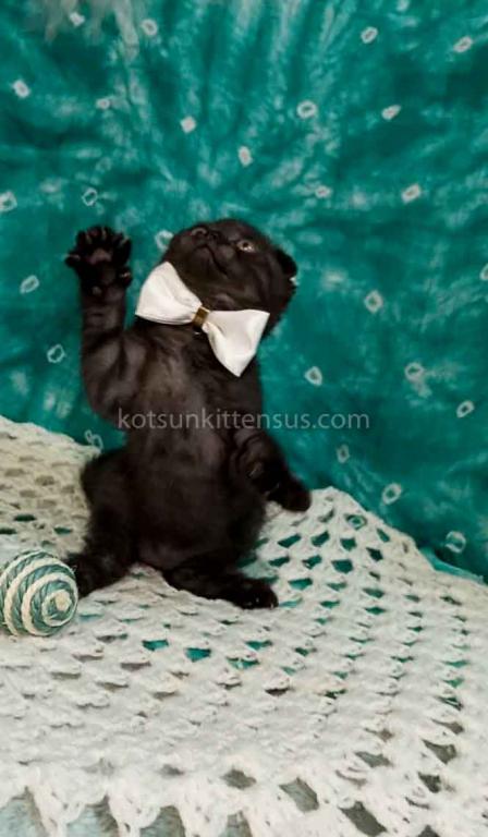 Sheldon Black Smoke Scottish Fold Baby Boy photo 18