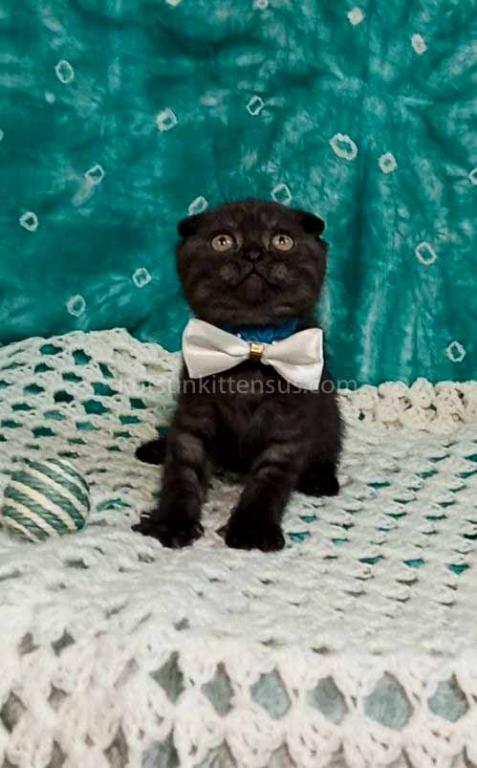 Sheldon Black Smoke Scottish Fold Baby Boy photo 1